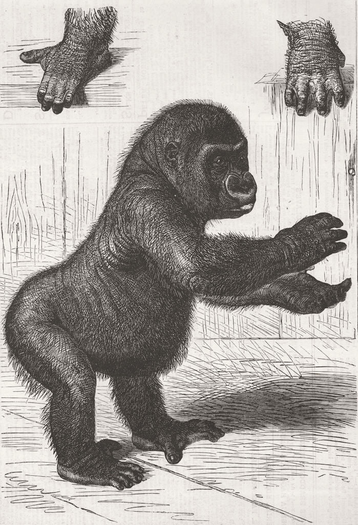 GORILLAS. Specimen, Berlin Aquarium 1876 old antique vintage print picture